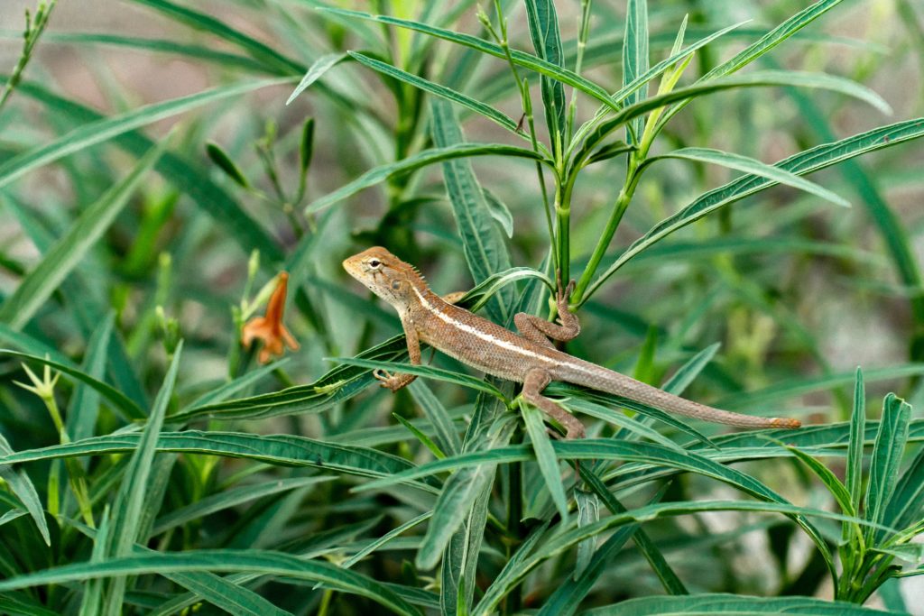 Lizards are pros at slug-eating and insect-eating | Barefoot Garden Design